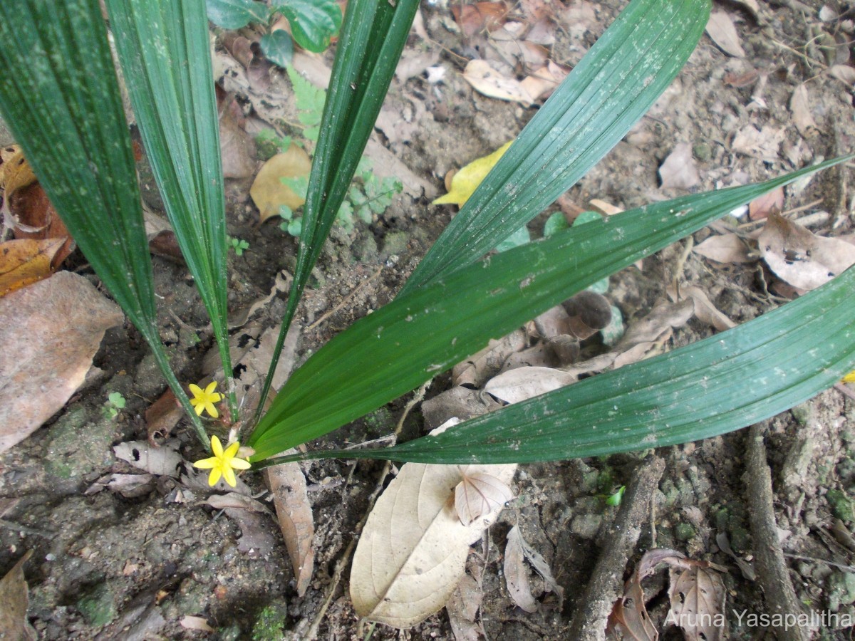 Curculigo orchioides Gaertn.